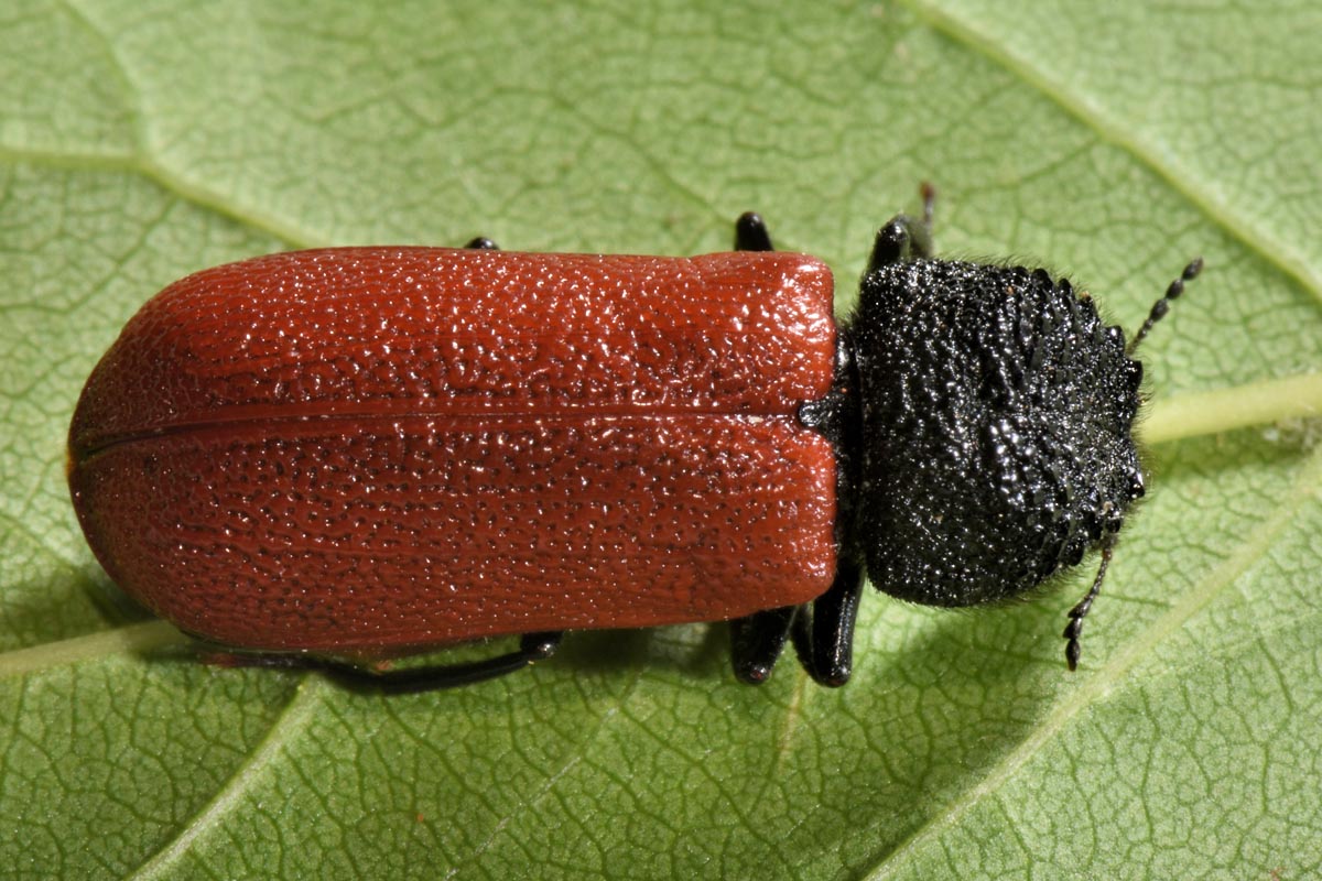 Bostrichidae: Bostrichus capucinus